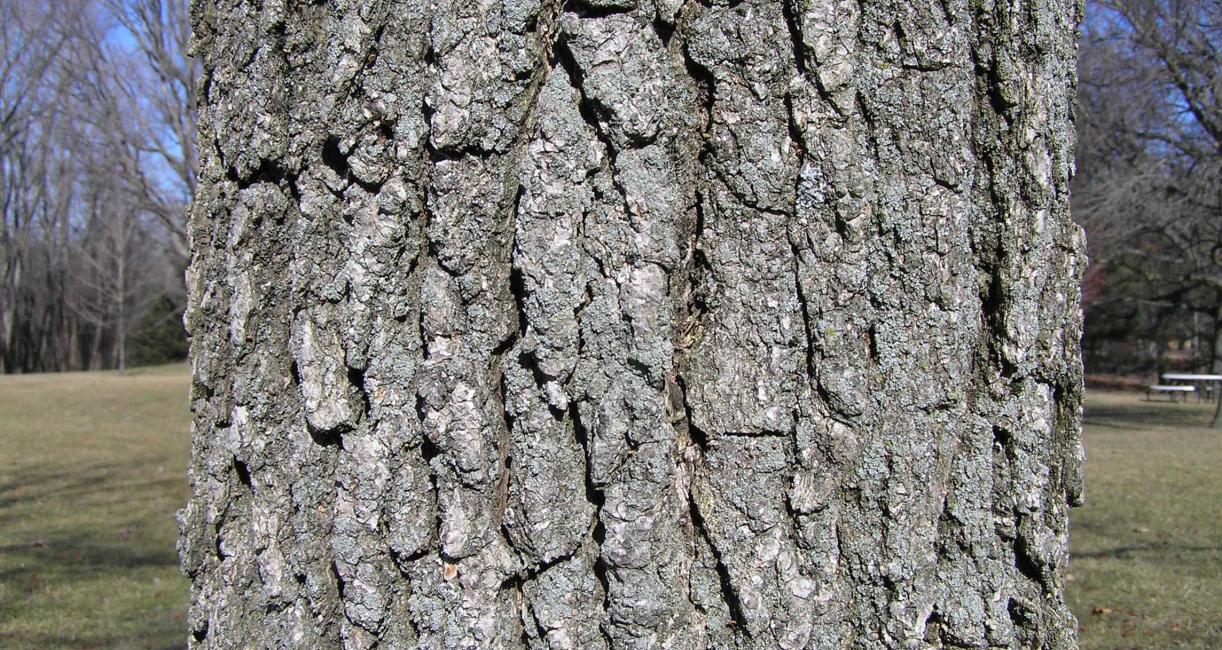 Tree bark