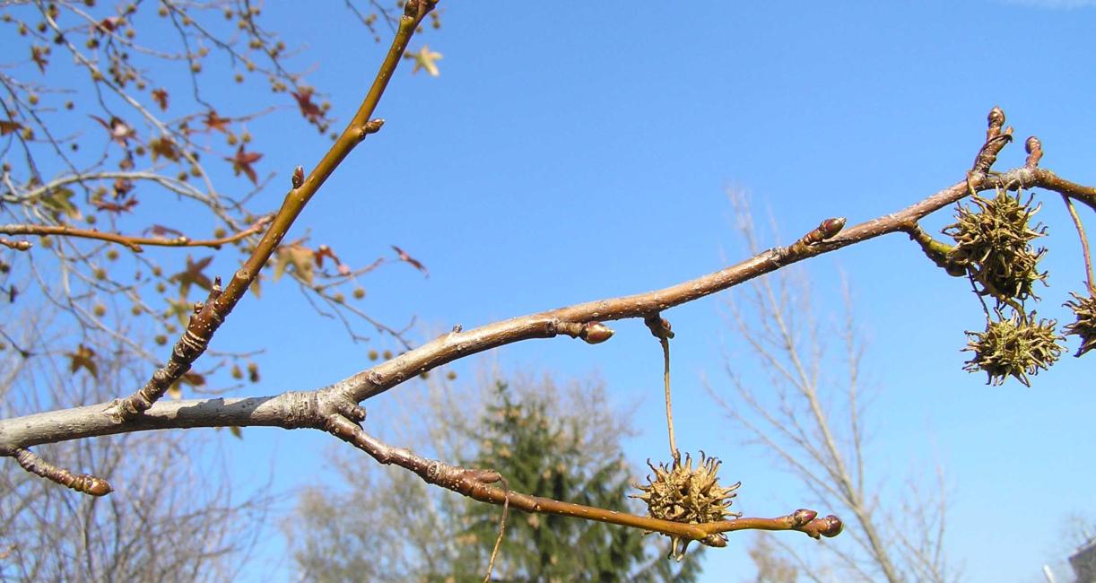 Tree branch