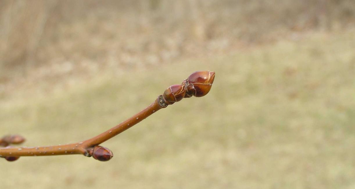 Tree bud