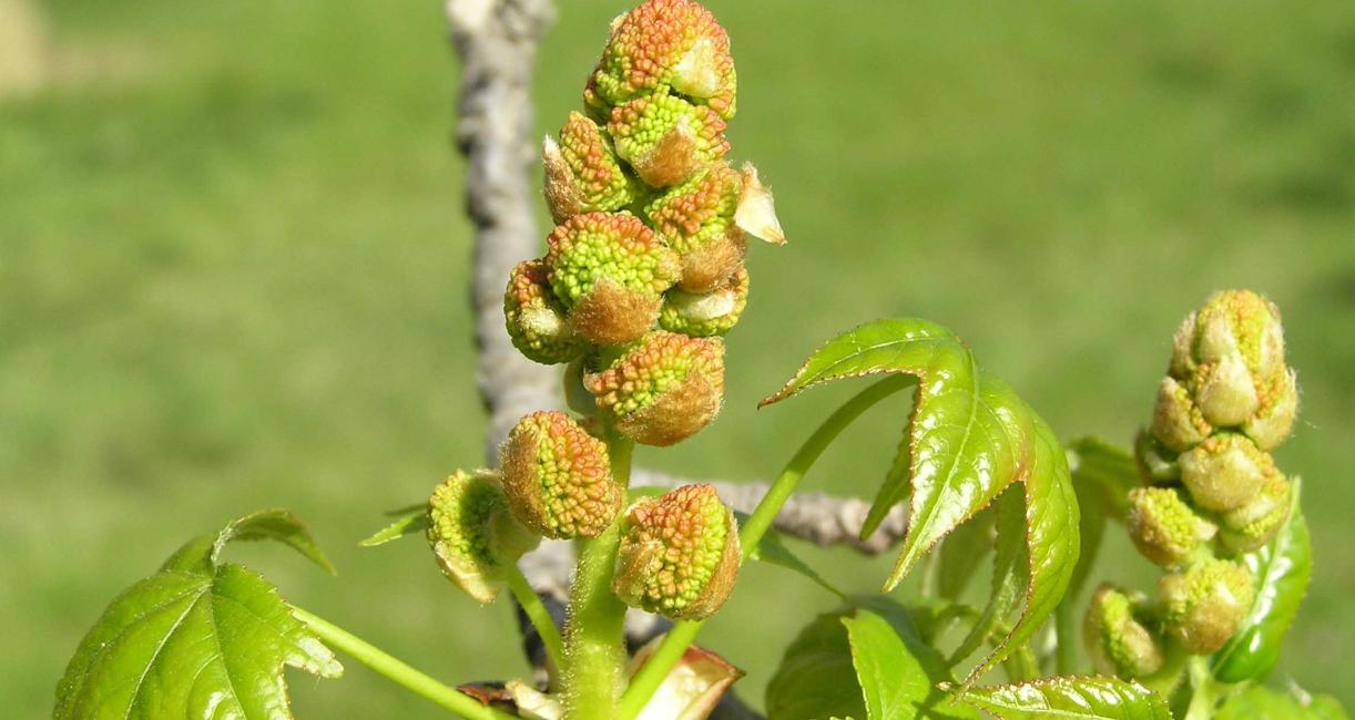 Tree flower