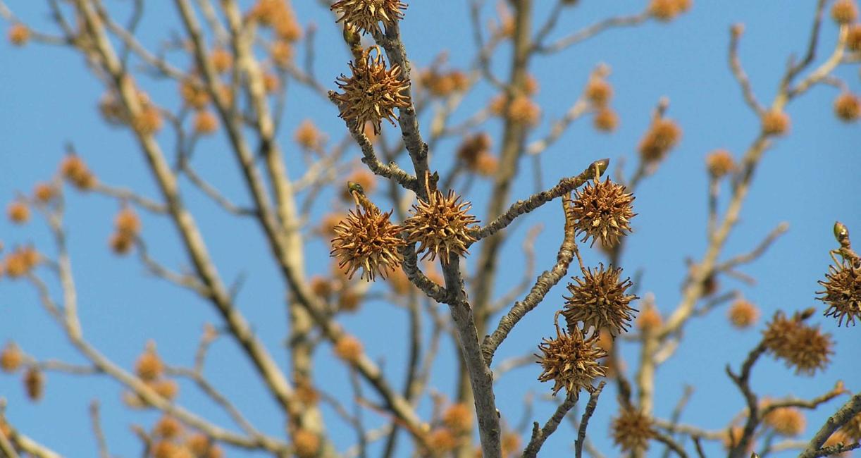 Tree fruit
