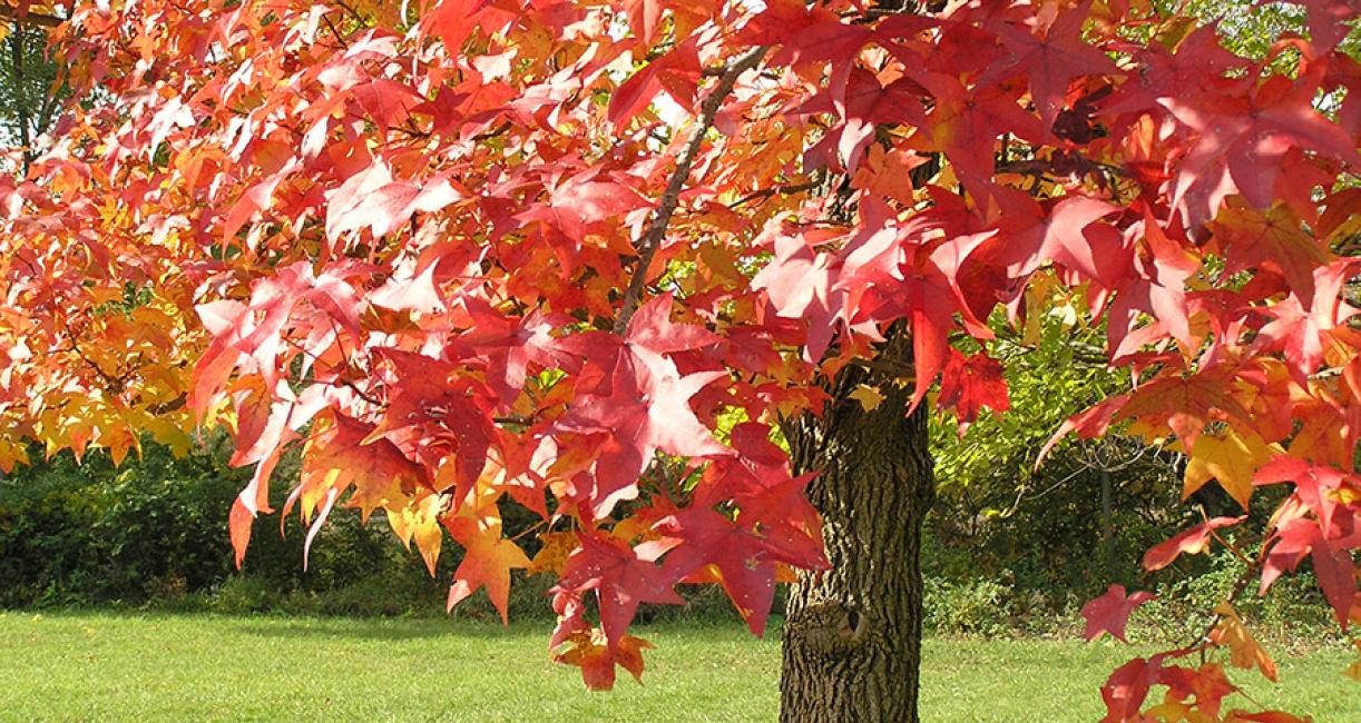 Sweetgum tree
