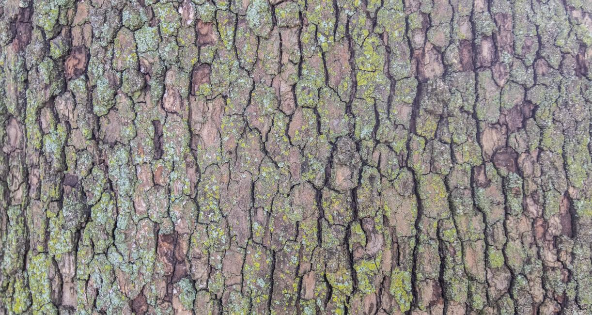 Tree bark