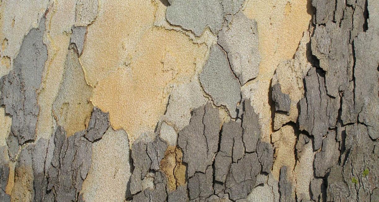 Tree bark