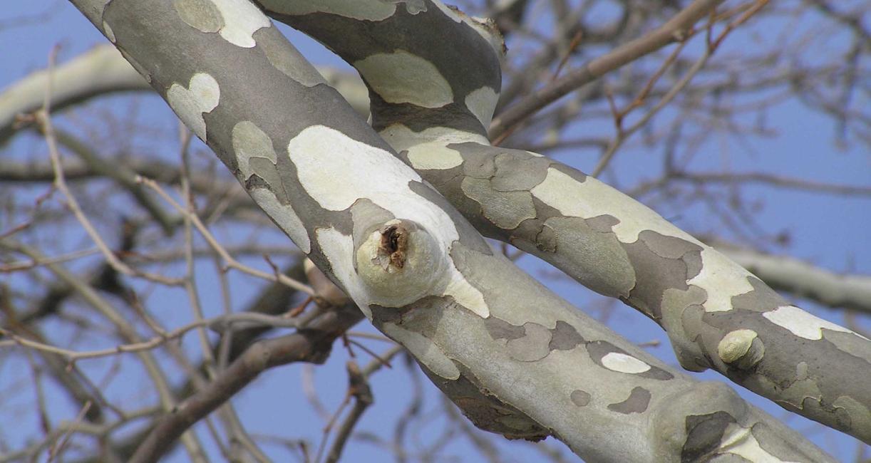 Tree branch