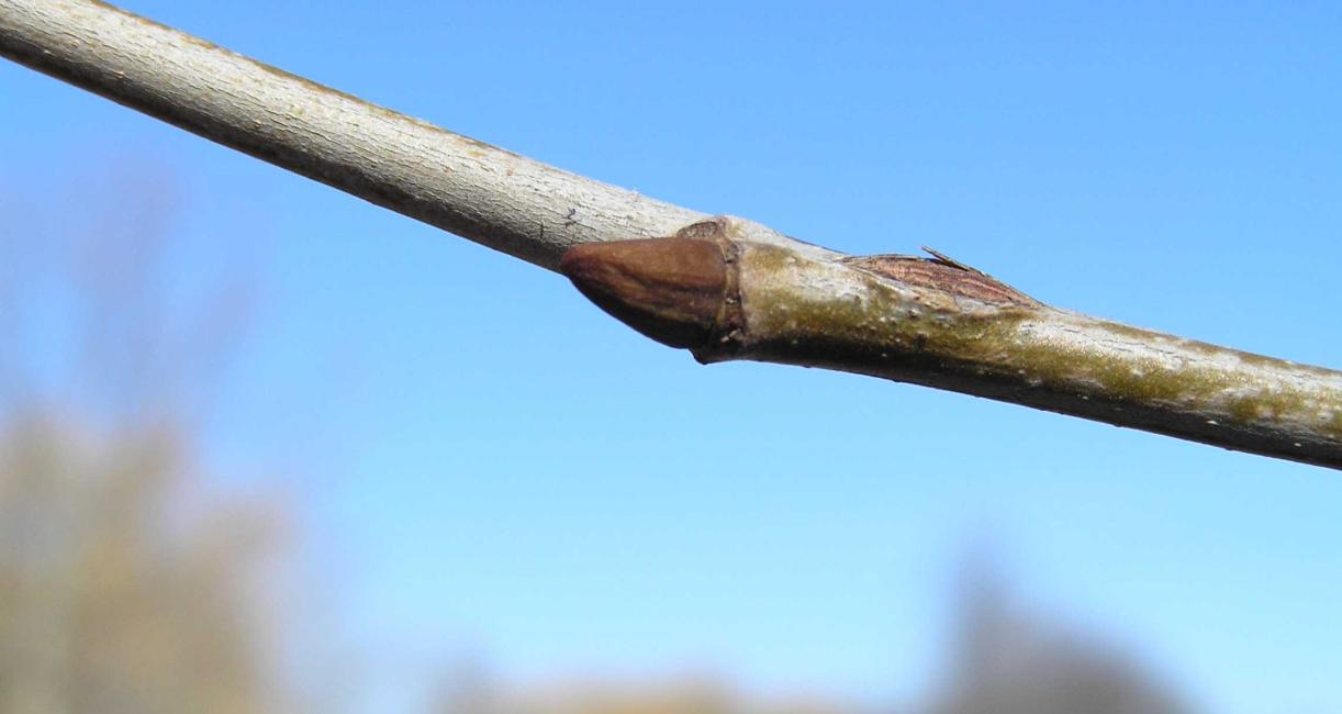 Tree bud