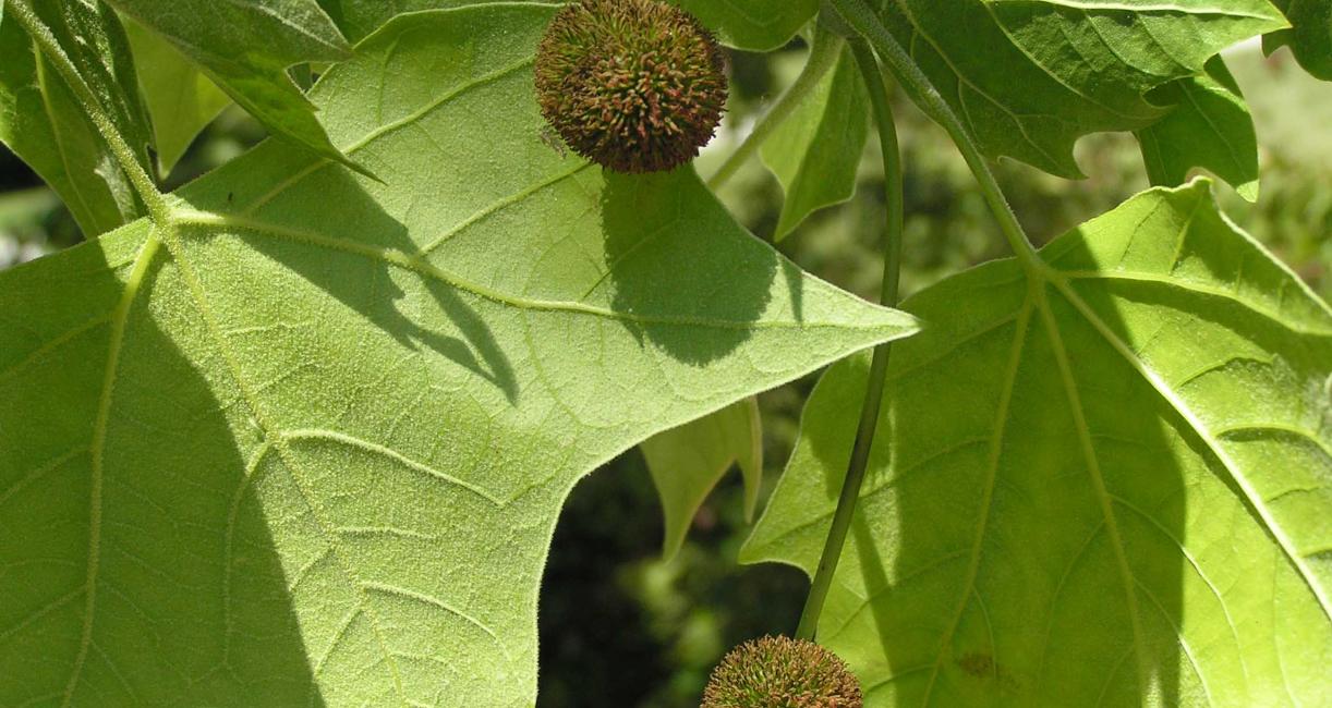 Tree flower
