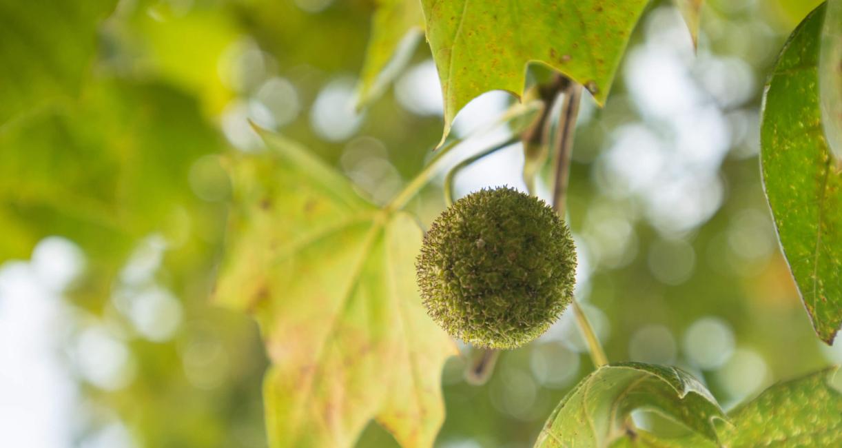 Tree fruit