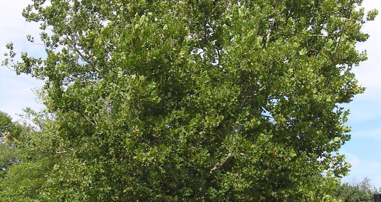 Tree habit