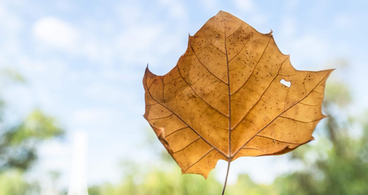 Tree leaves fall