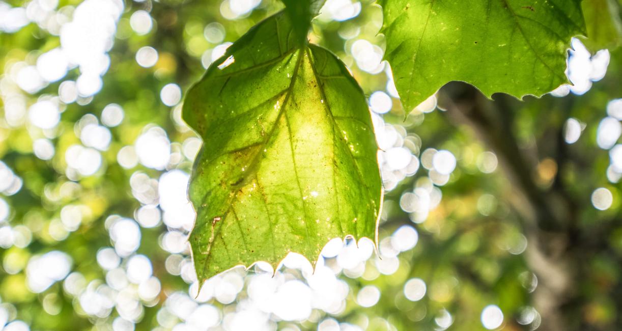 Tree leaves