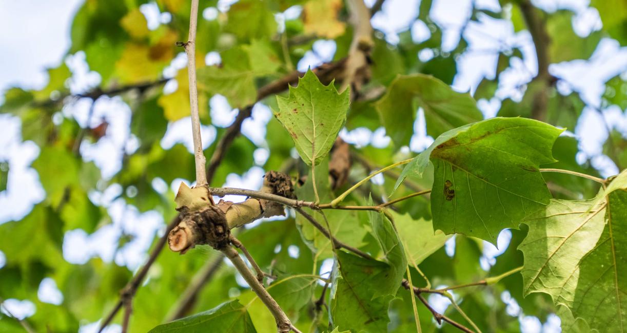 Tree leaves