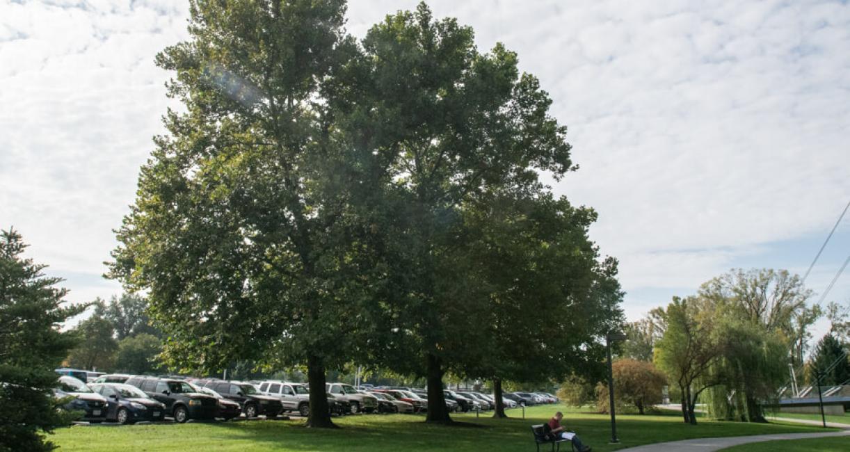 Sycamore tree