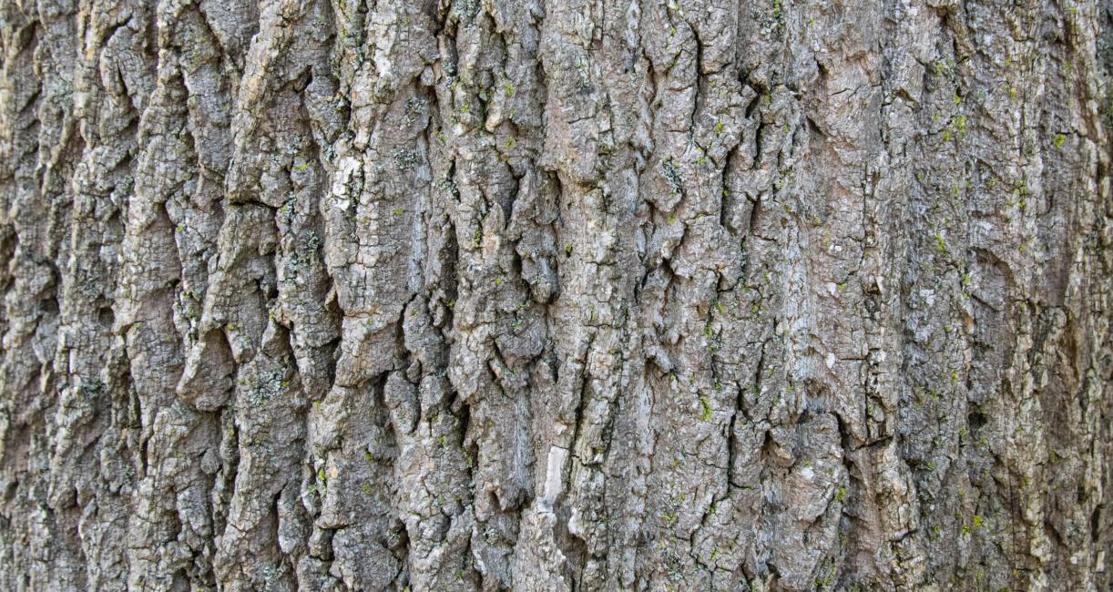 Tree bark