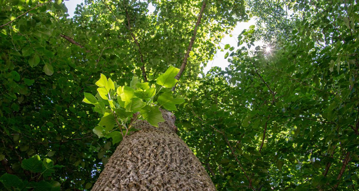 Tree bark