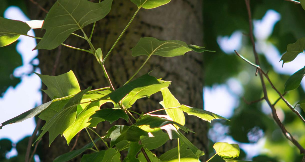 Tree branch