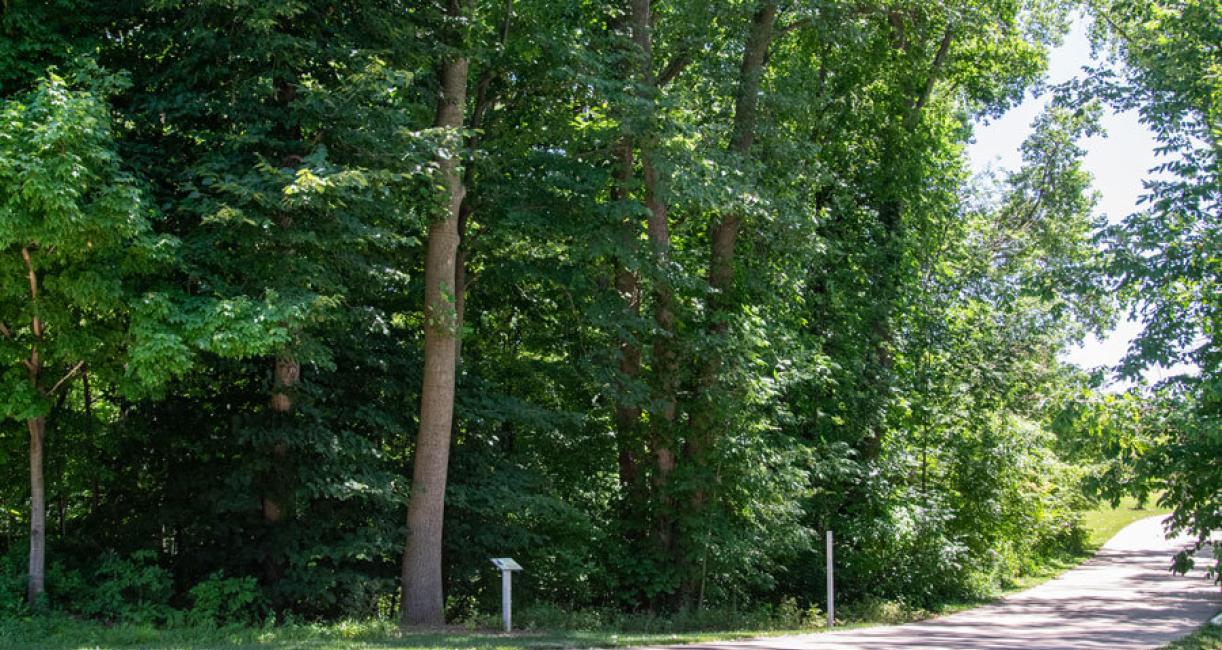 Tree habit