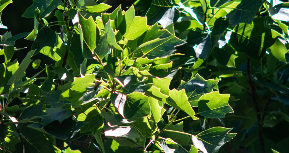Tree leaves
