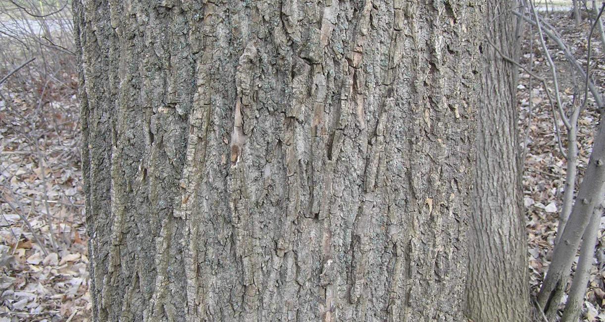 Tree bark