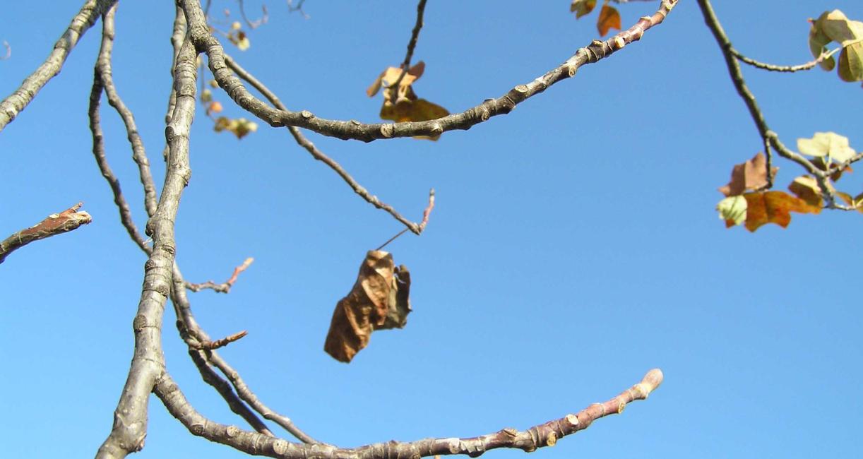 Tree branch