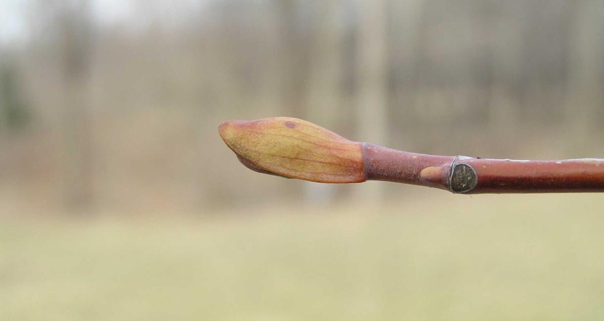 Tree bud