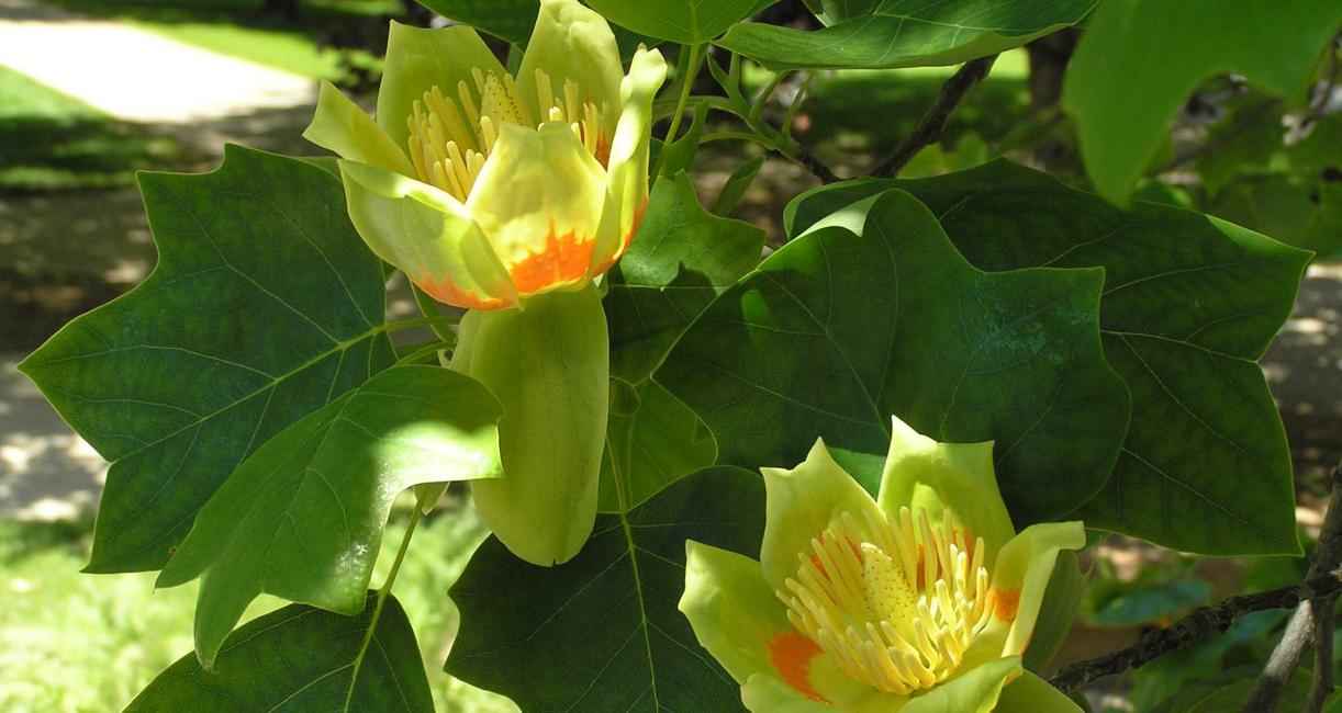 Tree flower