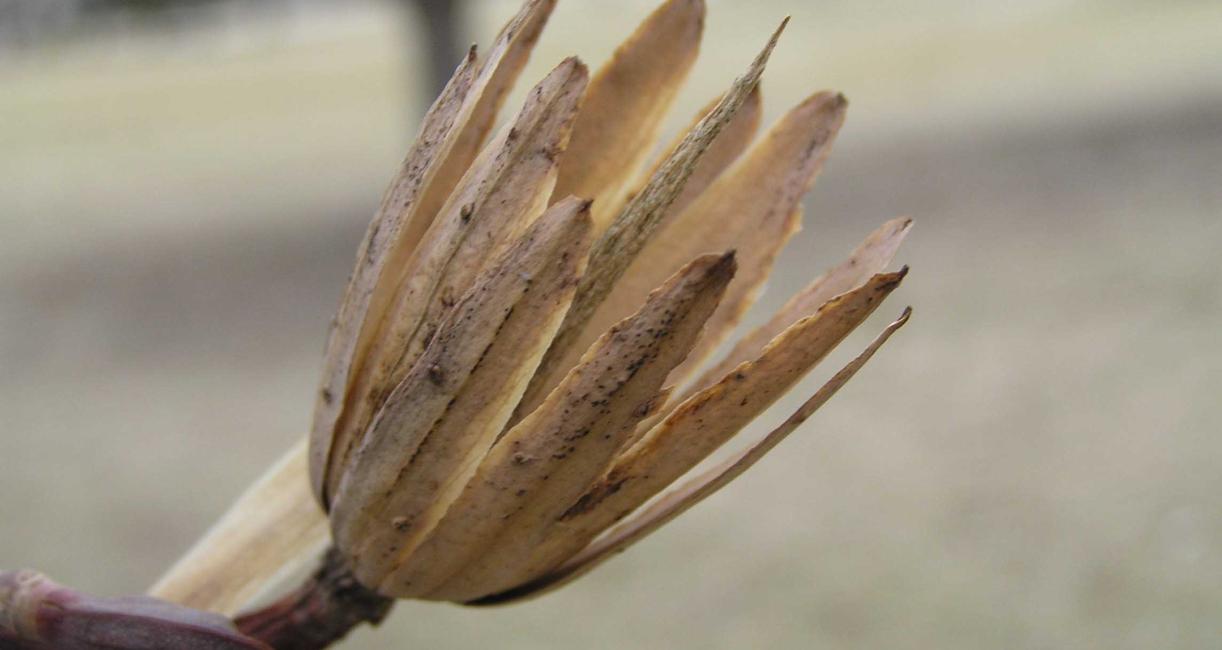 Tree fruit