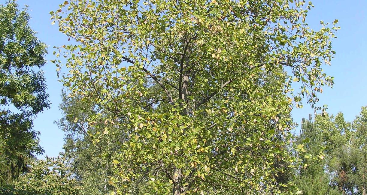 Tree habit