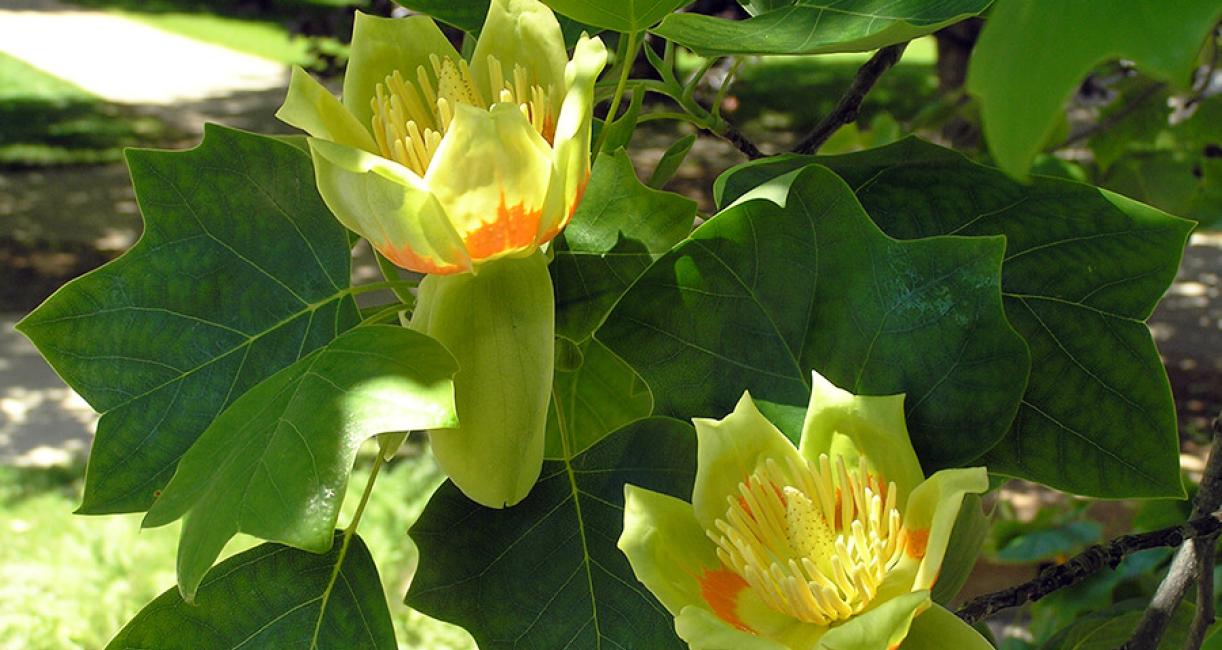 Tulip tree