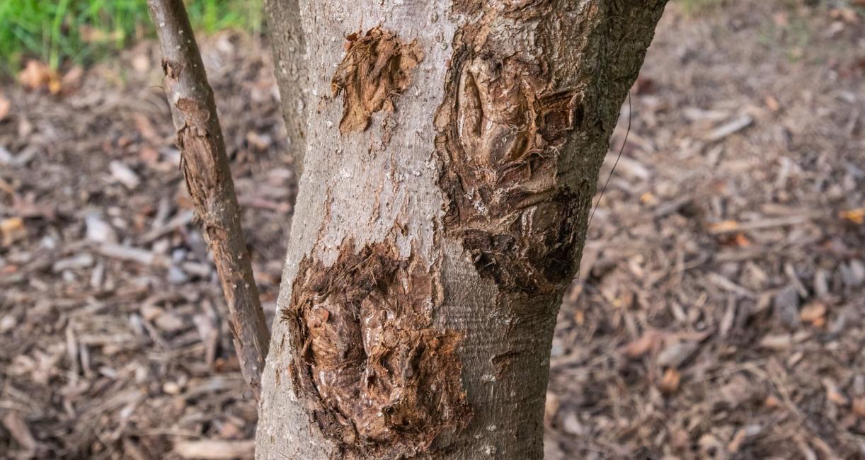 Tree bark