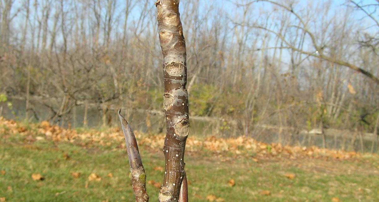 Tree branch