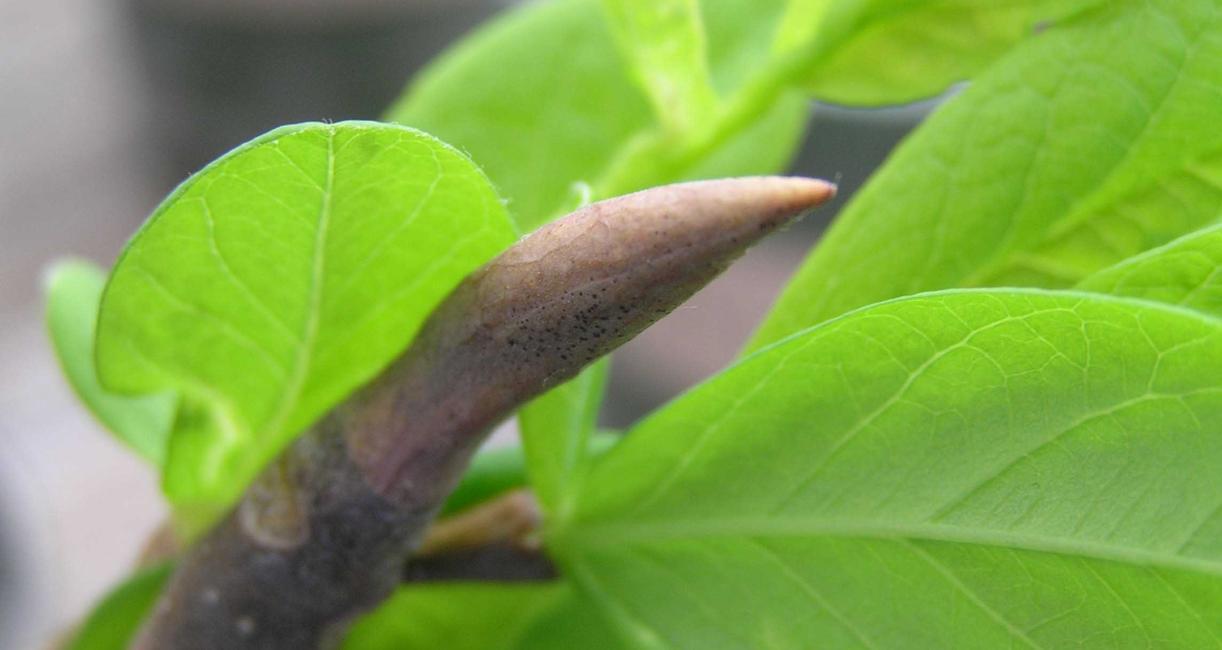 Tree bud