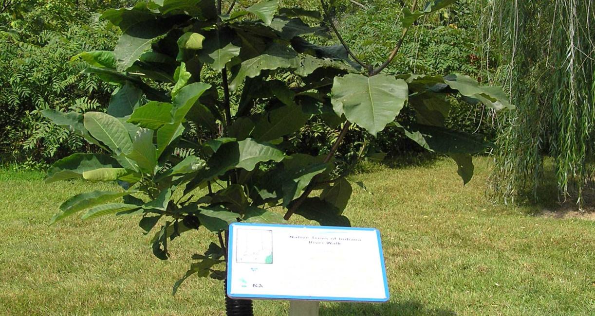 Tree habitat
