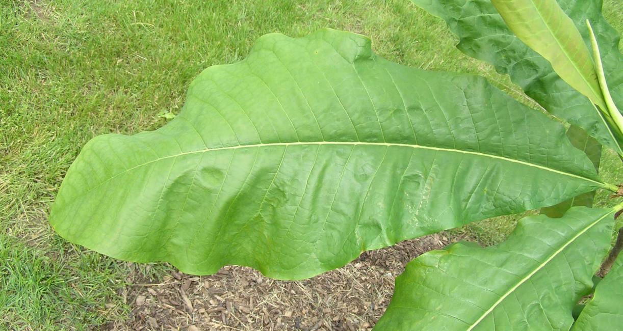 Tree leaves