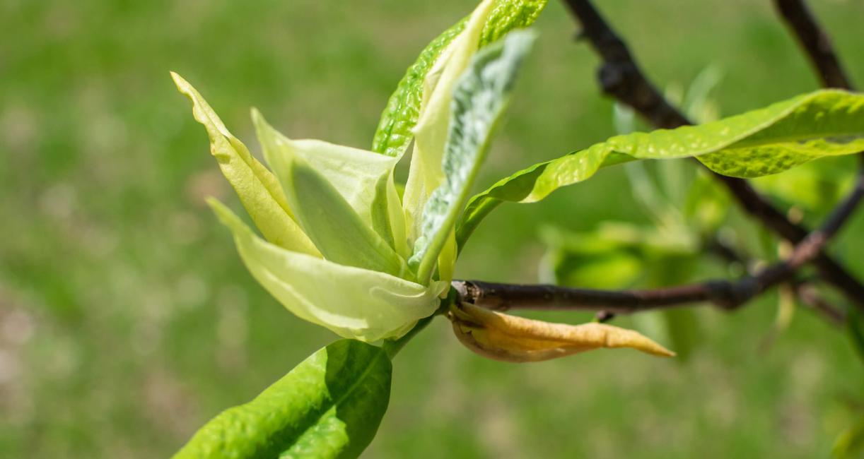 Tree leaves in spring