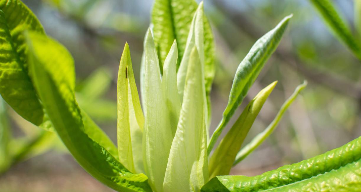 Tree leaves in spring