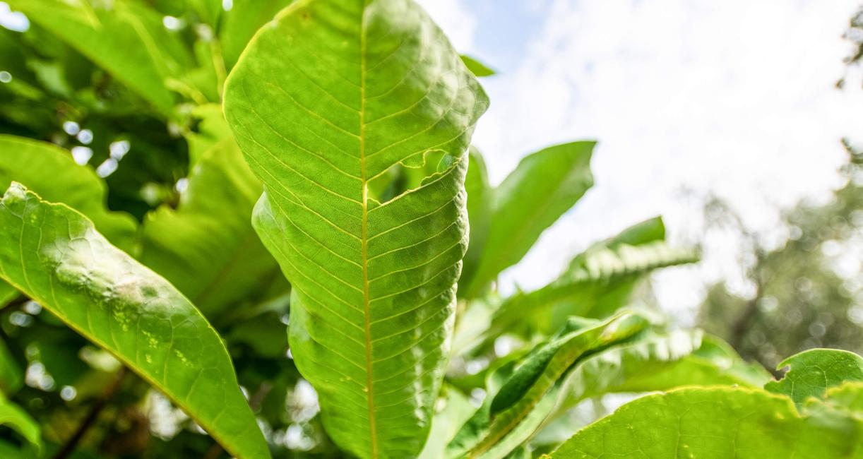 Tree leaves