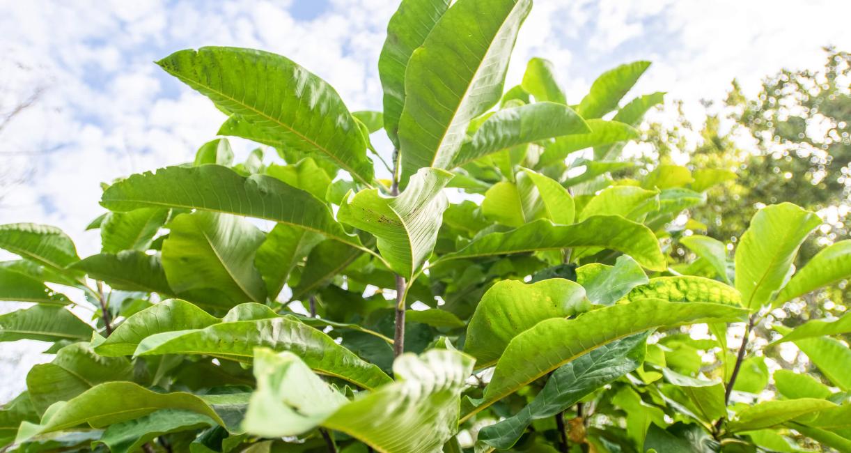 Tree leaves