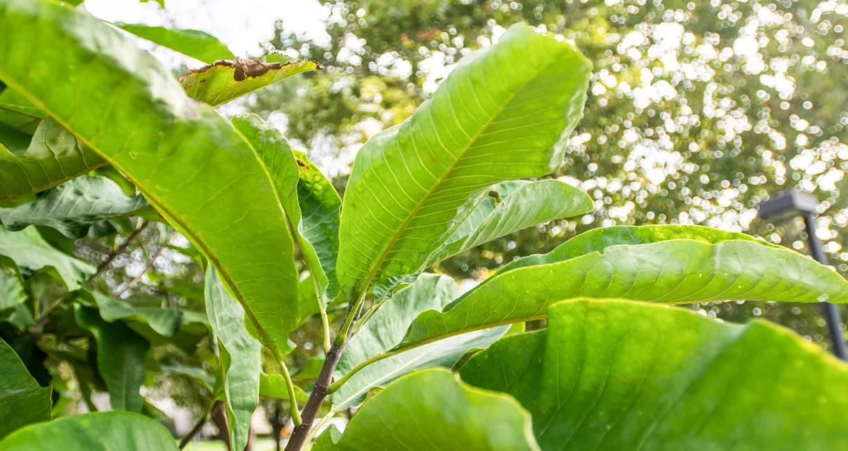 Tree leaves