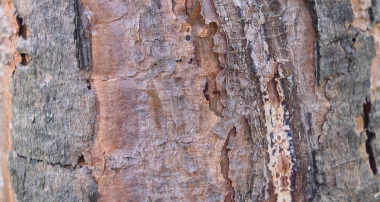 Tree bark