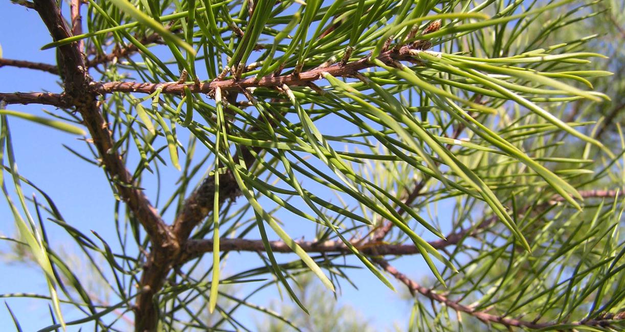 Tree branch