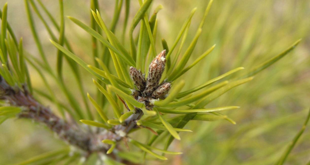 Tree bud
