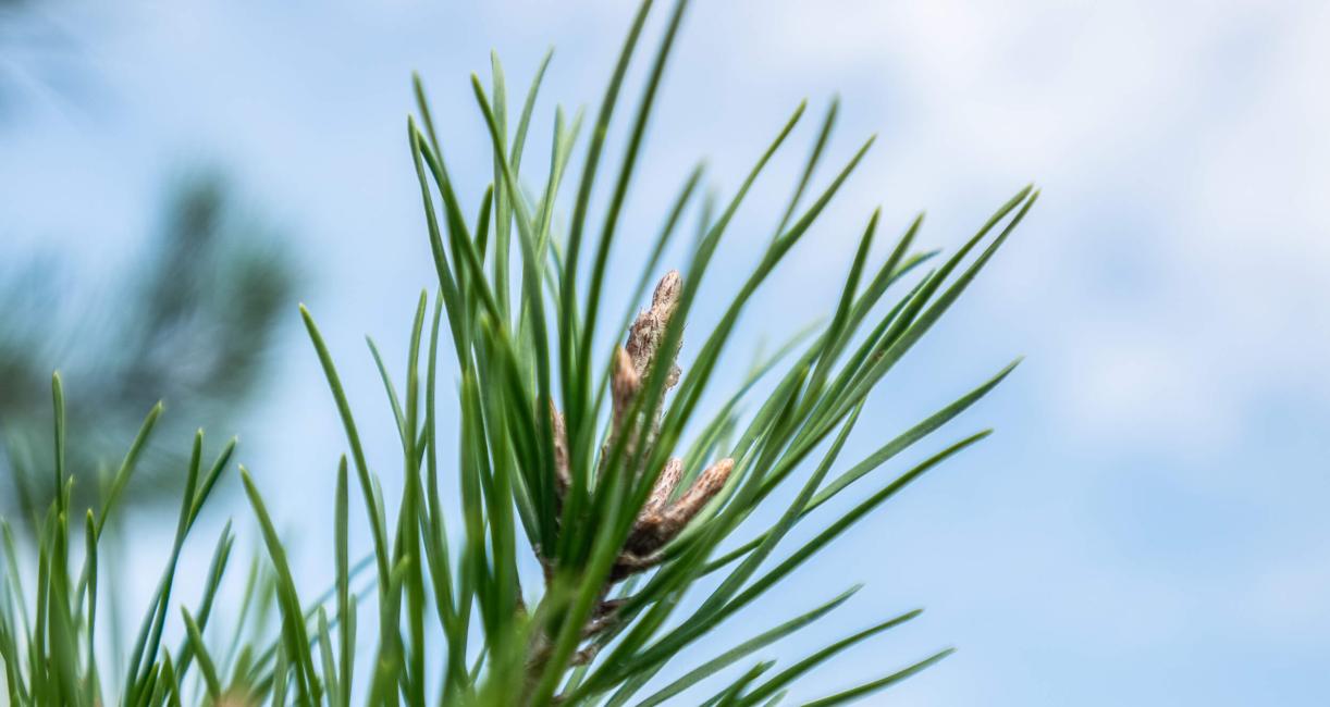 Tree bud