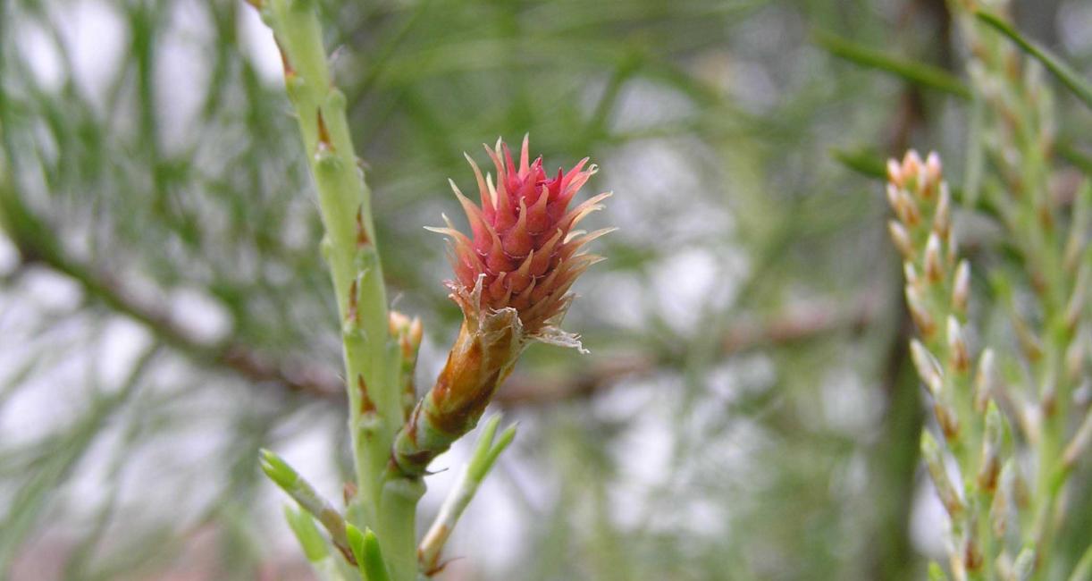 Tree flower