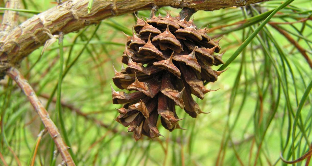 Tree fruit