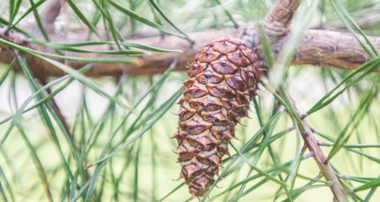 Tree fruit