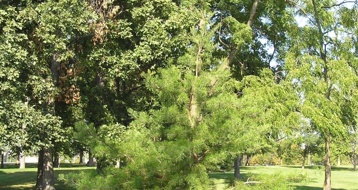Tree habit