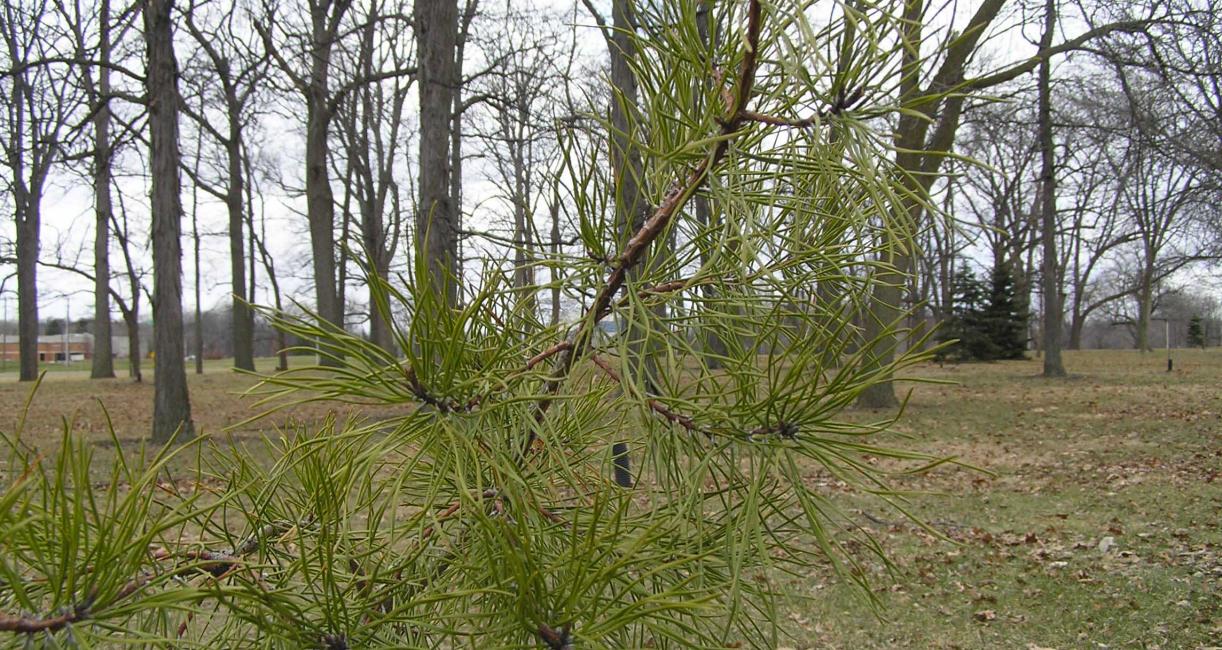 Tree leaves