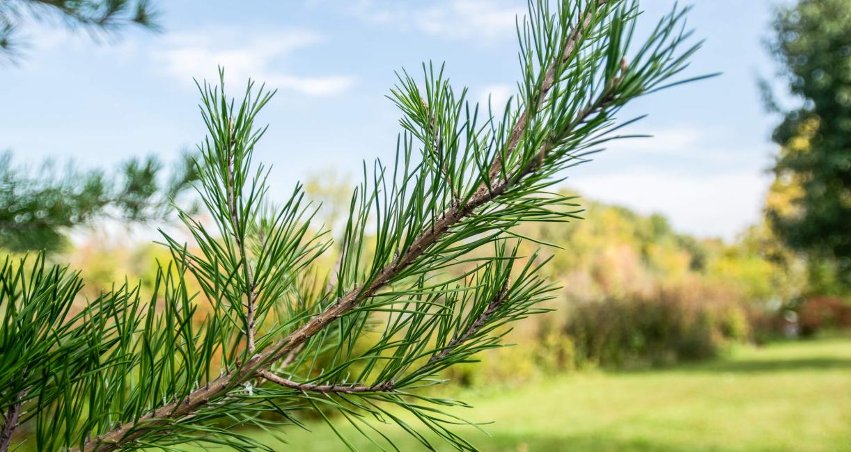 Tree leaves