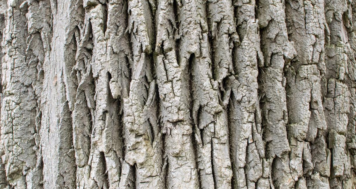 Tree bark